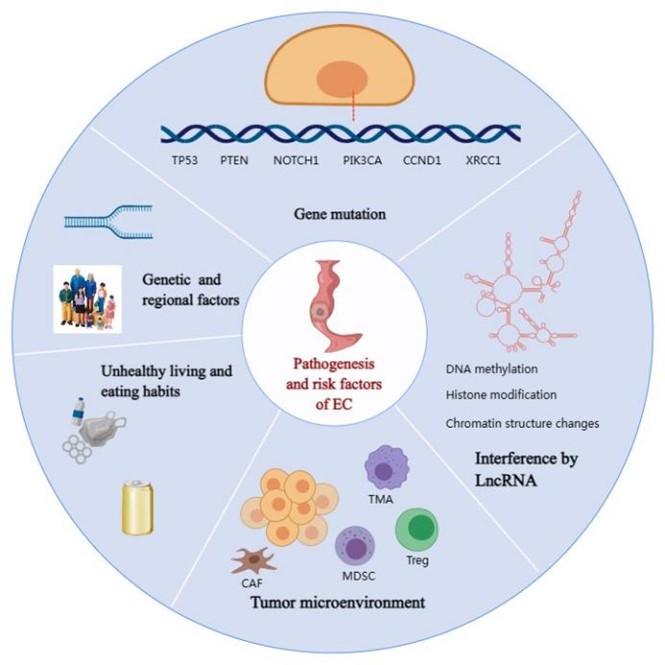 The main pathogenesis of EC including genetic factors, regional characteristics, gene mutation, RNA interference, tumor microenvironment, and unhealthy living and eating habits