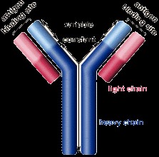 Immunoglobulin variable